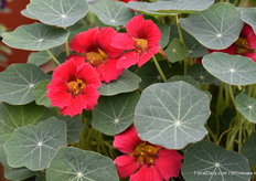 Baby Rose from up close.
